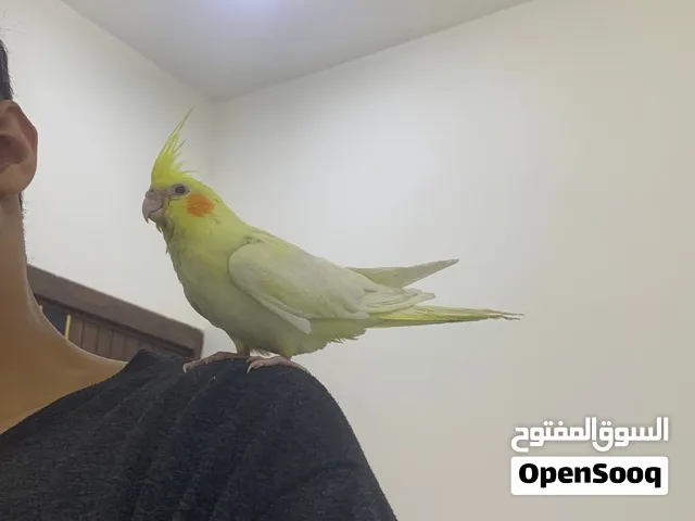 طيور للبيع