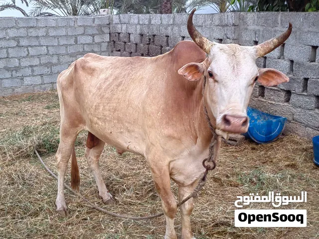ثور عماني للبيع  صحار