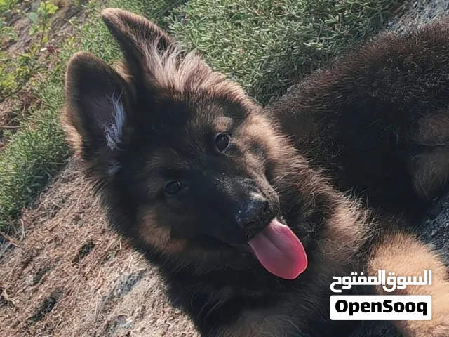 Pure German Shepherd Puppies  2.5 Months  Vaccinated & Passport  Male & Female