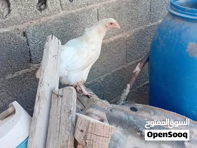 دجاج وديوك امخلط دجاجتين وديكين بانكس 5دجاجات هجين براهما 2ديوك امخلطات للبيع بأعلي سعر بنغازي