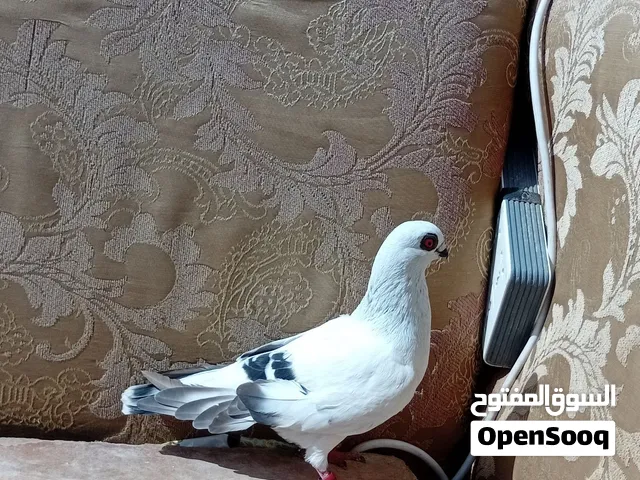 بوز نخب كحله في عول خفيف