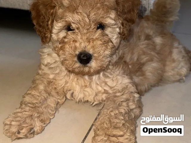 Fully vaccinated poodle for adoption