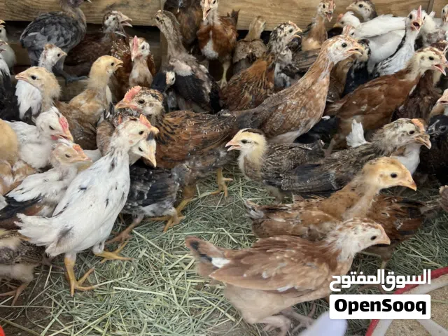 للبيع دجاج فروخ ودجاج بياض وحمام