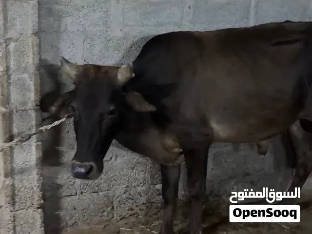 عجل عماني ع نمساوي ود سنتين