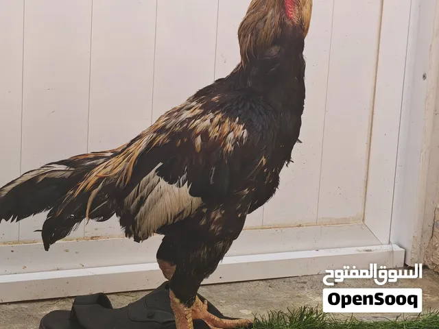 ديك بكستني