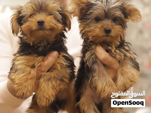 كلب توي يورك شاير للبيع  Toy Yorkshire Terrier Puppy for Sale