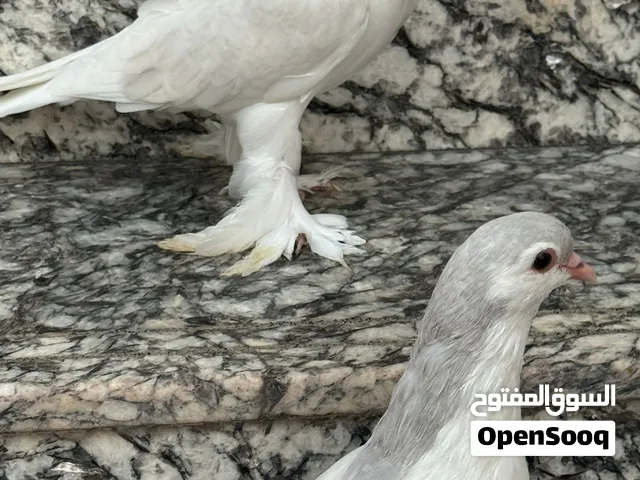ذكرين حمام لاهوري انتاج محلي عمرهم قريب خمس شهور صحتهم ممتازة
