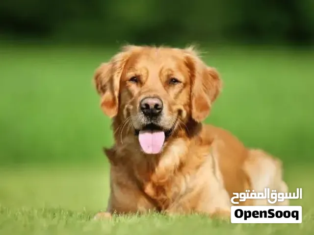 كلب جولدن ريتريفر ذكي و سعره مناسب
