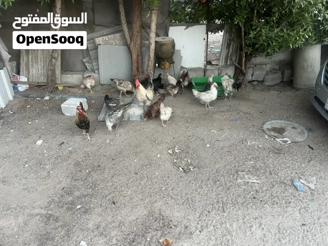 دجاج عربي بياض علا 1:500
