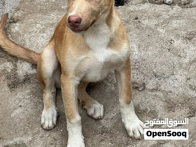 للبيع كلب يصلح حرسات اغنام مكان صلاله صحه جيده