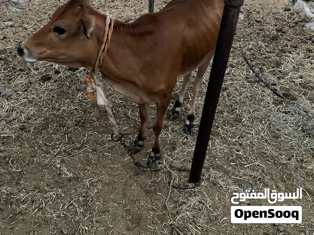 عجله طيبه تنفع حق الذبح وحق التربيه