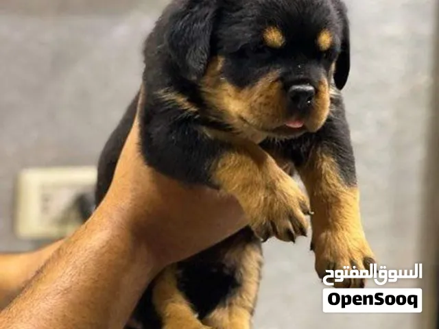 مطلوب كلب روت وايلر بسعر 50