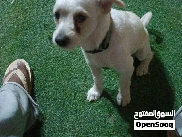 dog male white
