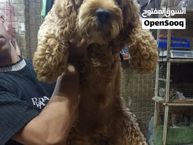 دكر كوكابو عمر سنه