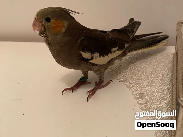 كوكتيل مروض فل ترويض