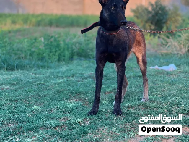 السلام عليكم متوفر انتايا ملينوا العمر6شهور فيها اوامر
