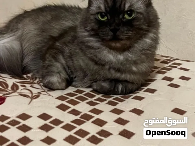 قطة انثى للتبني لوجه الله