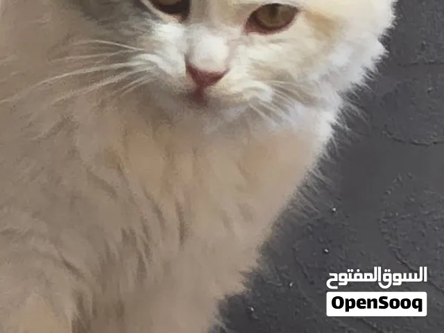 قطه مميزه جميله جدا بسعر مغري لون مميز وعيون مميزه