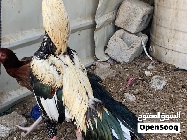 ديك جاوا اصلي
