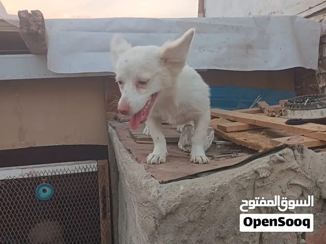 نتايه ما شاء الله