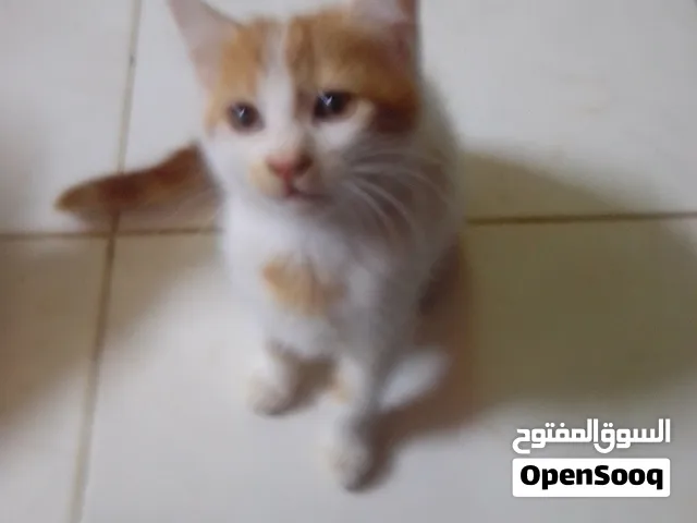 قطط شيرازي لتبني