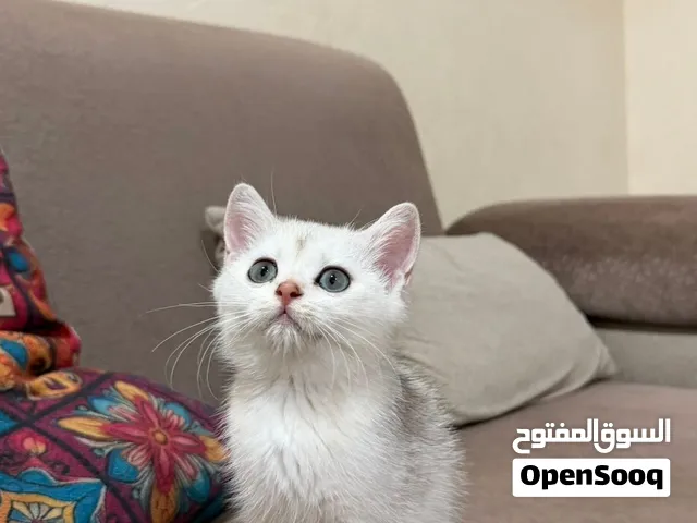 سكوتش فولد ستريت