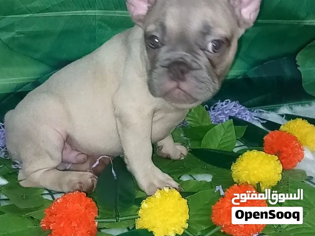 French bulldog