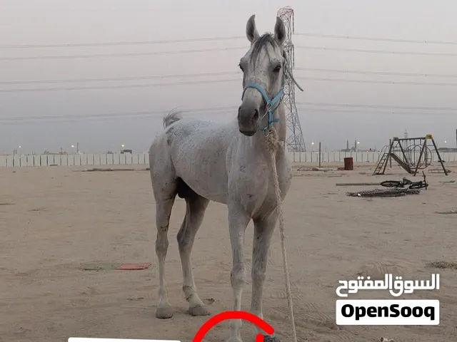 حصان للبيع