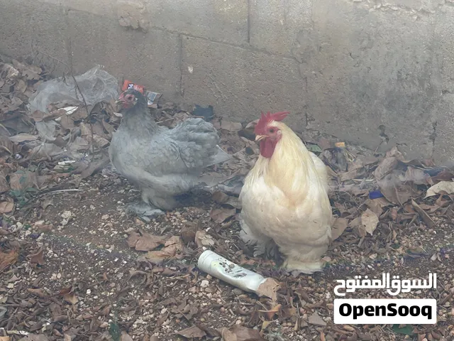 جوز كتشينا بصلا ع النبي مستوا بجنن وبداية شغل للبدل ع عصافير او حوض سمك او للبيع بسعر حرق