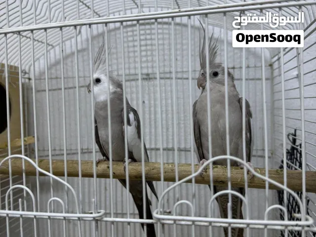 اقرا الوصف
