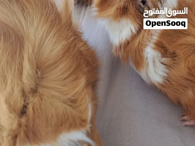 هامستر غيني ((,قوندي))