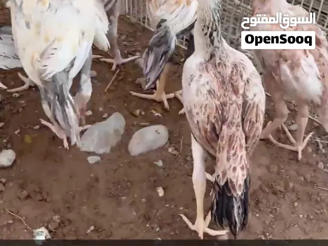 دجاج بكستاني شامو