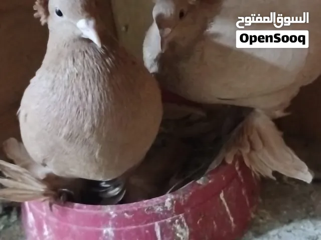 حمام رواعب ع وجه ابياض نجفيات