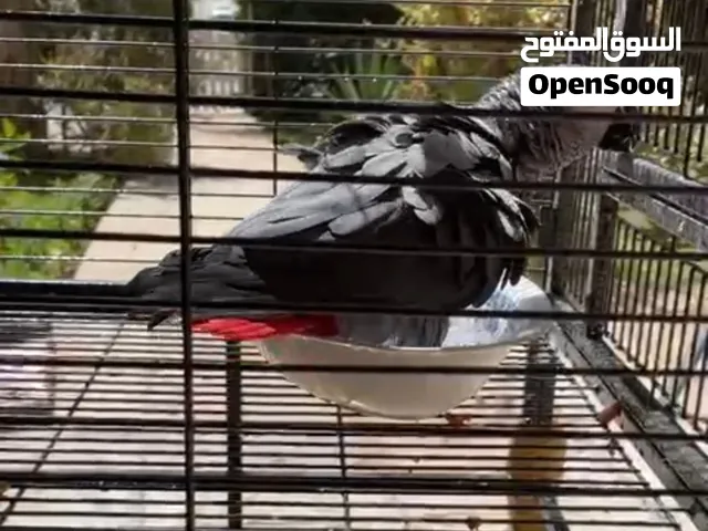 AFRICAN GREY PARROT