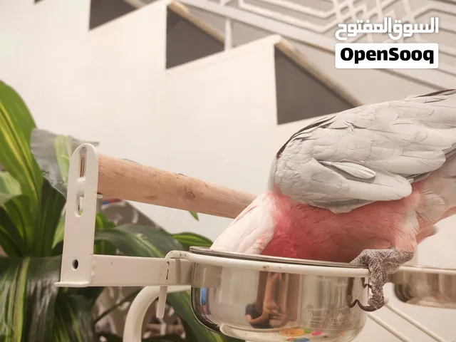 ببغاء كوكاتو جالا أليف و متحدث [ الوصف مهم ]