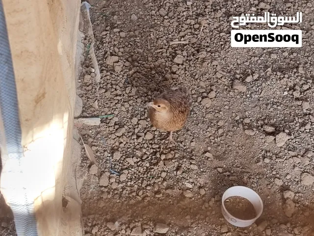 صفارد باكستانيات