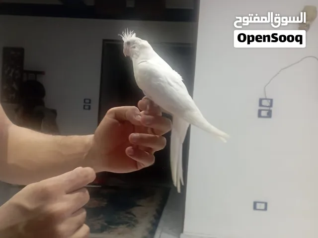 فرد البينو بيور عين حمرا أليف و مدرب  جدا بدون عض نهائي  أمن علي الاطفال