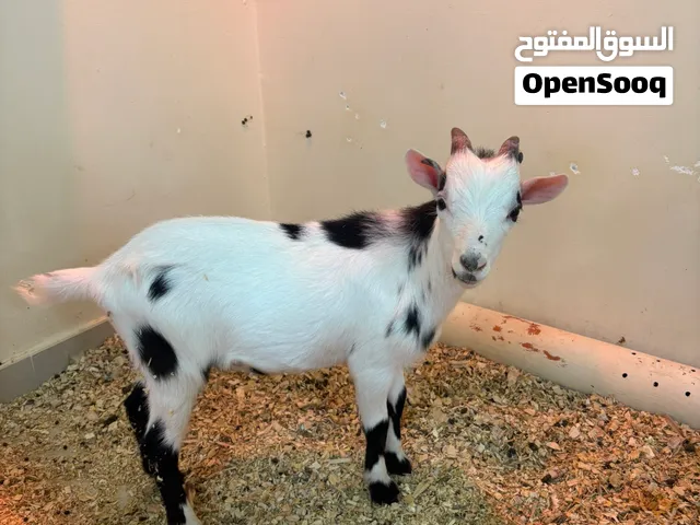 الماعز القزم بيور