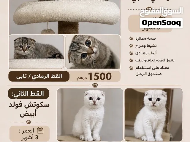 قطط سكوتش فولد السعر 3000