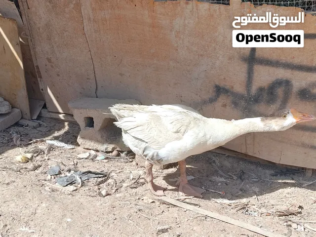 بــط عــربــي  جــبـيـر ذكــر عـمره سنا ونص