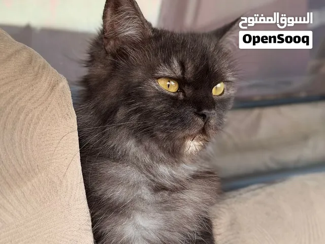 قط مع ابناءه للبيع ب 50