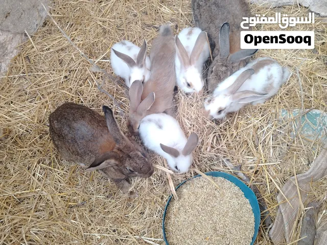 ثلاثة اناثي وذكر وخمسة ارانب عمرهن ثلاثة شهور أو أكثر وثلاثة أرنب عمرهن شهر ونصف الكوم 45