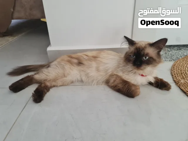 قط هيملايا ذكر للتبني