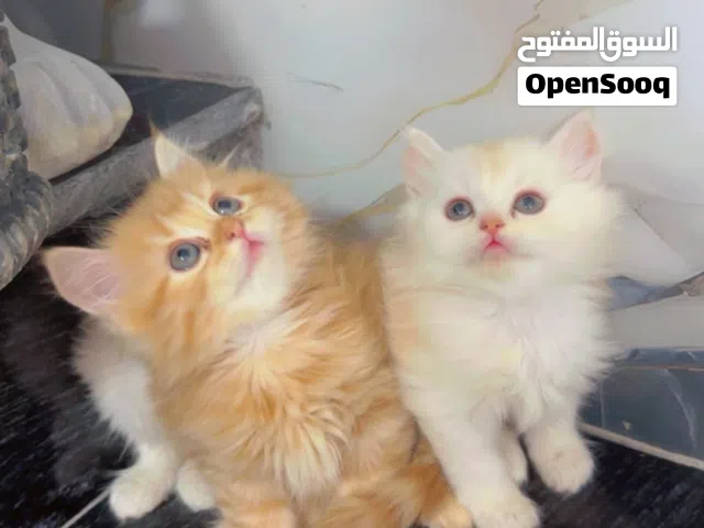 قطط للبيع  55 يوم متعودين عليتر بوكس