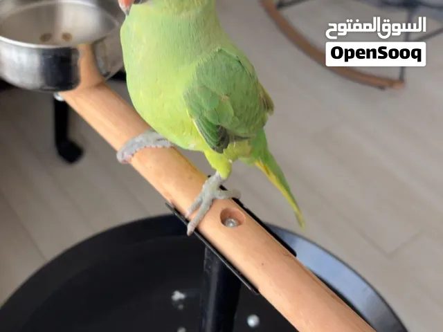 دره هندي للبيع