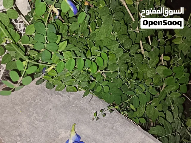 شاي ازرق كبير 5 ريال و الصغير 1 ريال