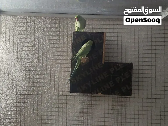 زوج ببغاء منتج