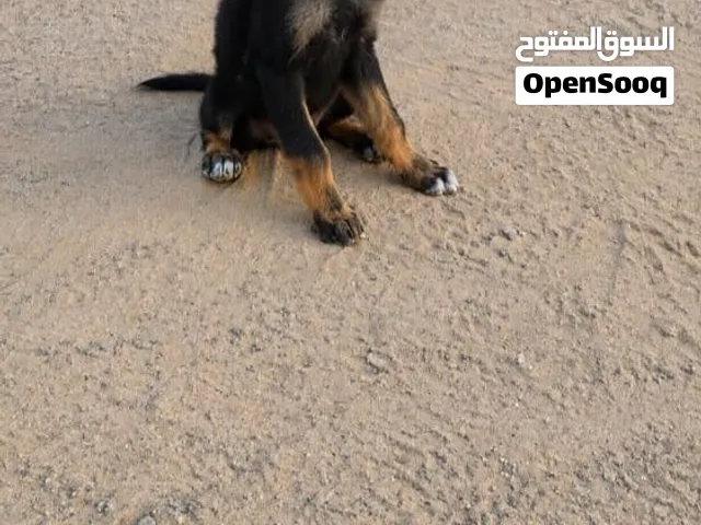 كلب للبيع حاجه تبارك الرحمن