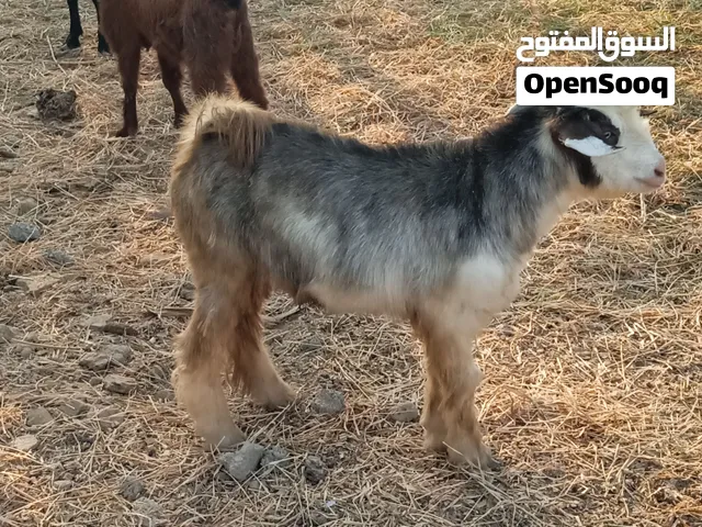 اغنام للبيع جمله ع 350قابل شي بسيط عدد 5تيس و4اناث