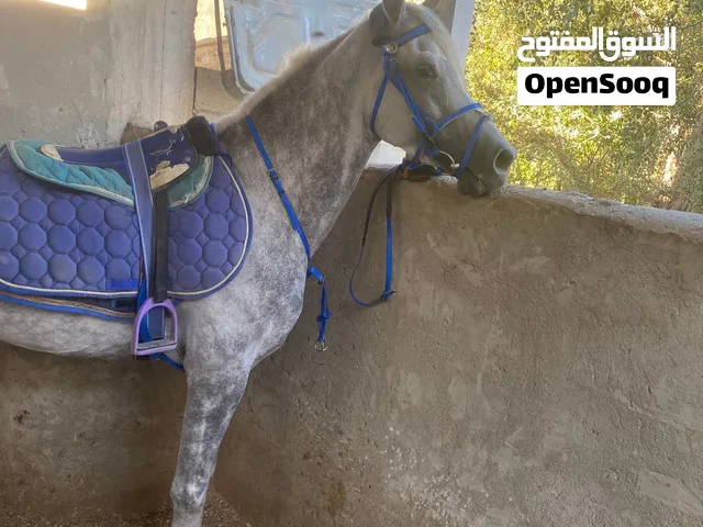 حصان عربي اصيل للبيع موليد 2020